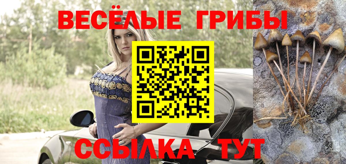 Псилоцибиновые грибы Psilocybine cubensis Новоалтайск
